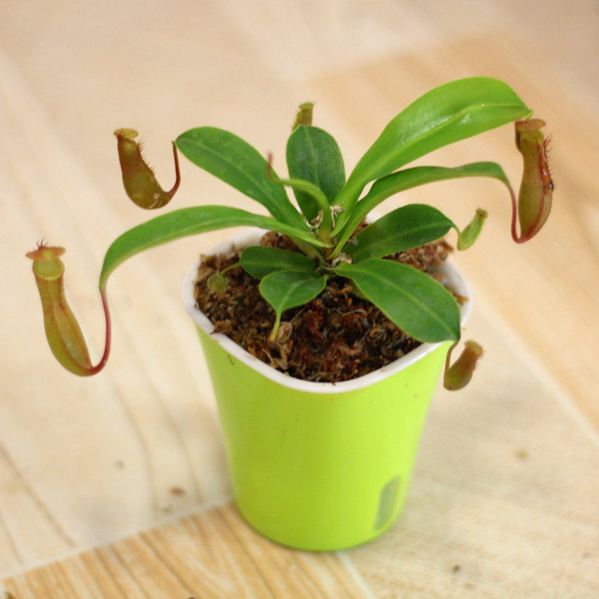 食虫植物 捕蝇草 巨夹 盆栽苗 驱蚊香草 食虫草 植物 多肉植物,淘宝优惠券,粉丝福利购,淘宝优惠卷