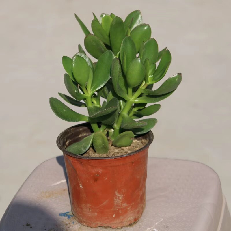 大玉树室内防辐射净化空气绿植花卉四季盆栽玻璃翠燕子掌多肉植物,淘宝优惠券,粉丝福利购,淘宝优惠卷