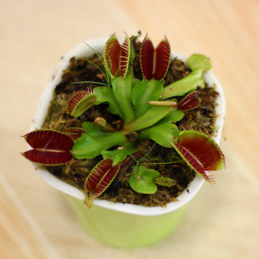 食虫植物 捕蝇草 巨夹 盆栽苗 驱蚊香草 食虫草 植物 多肉植物,淘宝优惠券,粉丝福利购,淘宝优惠卷