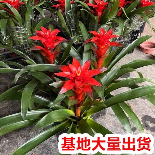 鸿运当头盆栽小红星开红花室内客厅大型绿植物凤梨办公室多季花卉 - 图2