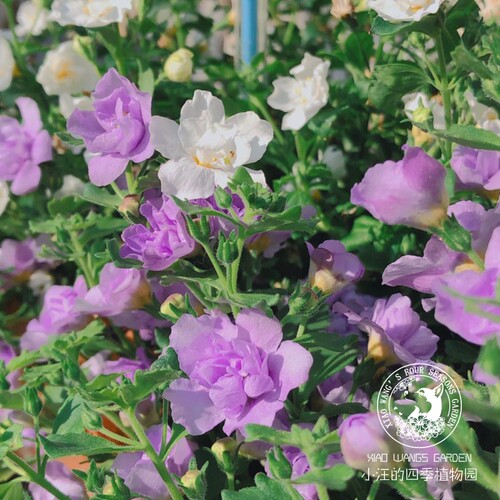 重瓣百可花 白色 吊篮 好养易爆花 阳台庭院室内四季开花盆栽花苗 - 图1