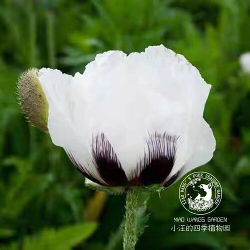 东方虞美人 皇家婚礼 春夏开花 超大花 耐寒庭院草本植物花卉花苗 - 图2