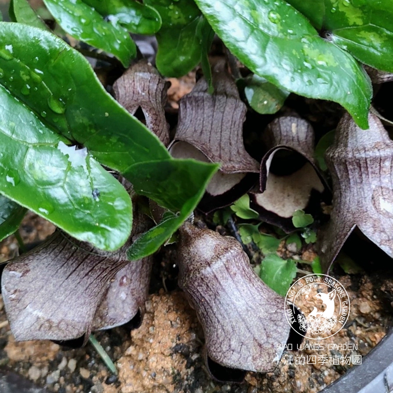 九宫山细辛 东方细辛 山野草 常绿阴生 多年生耐寒 盆栽植物 花苗 - 图0