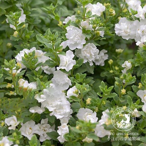 重瓣百可花 白色 吊篮 好养易爆花 阳台庭院室内四季开花盆栽花苗 - 图0