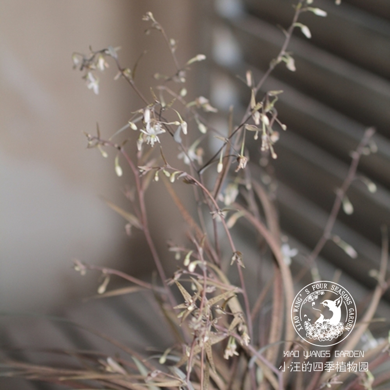 龙舌百合 卡布奇诺 多年生耐寒 棕色观叶植物 新西兰进口高级组盆 - 图1