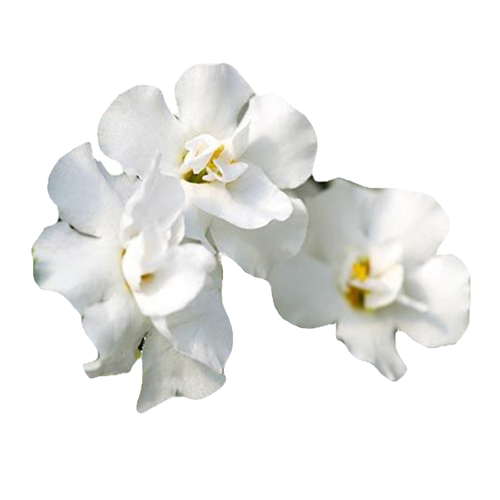 重瓣百可花 白色 吊篮 好养易爆花 阳台庭院室内四季开花盆栽花苗 - 图3