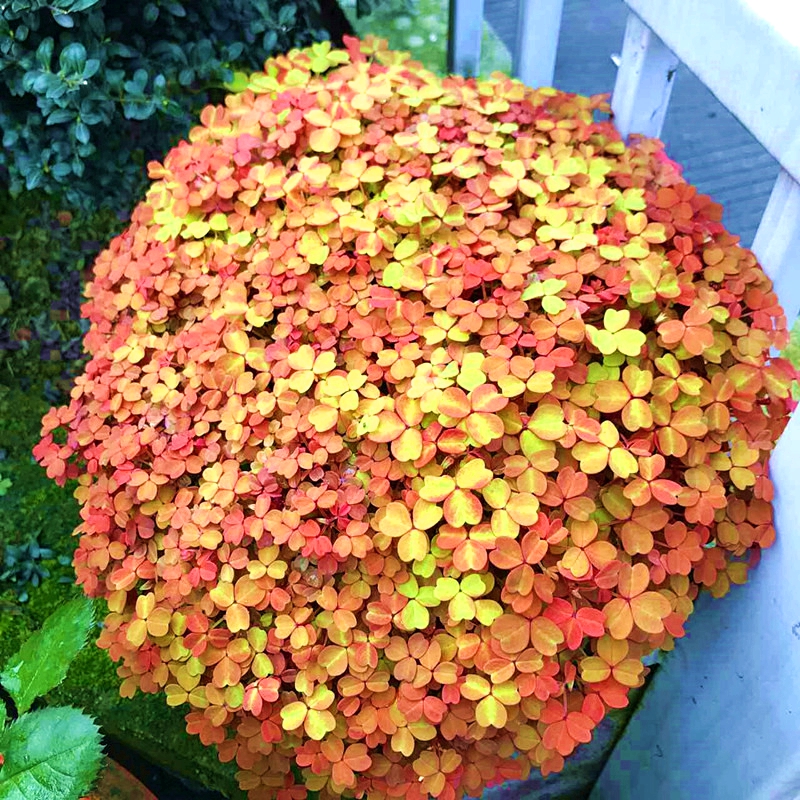 进口酢浆草小红枫熔岩花苗盆栽多年生草本酢酱草阳台常绿观叶植物 - 图2