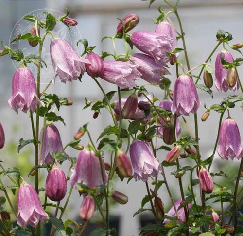 宿根 风铃草合集 骏河萤袋 紫斑 青花 粉章鱼 多年生 耐寒 花园 - 图0