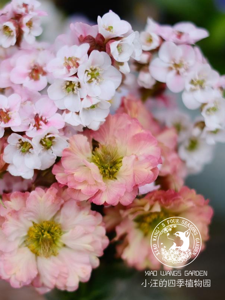 皱边 水杨梅 复古色 盆栽花苗 多年生宿根植物 花园阳台 耐寒耐热 - 图2