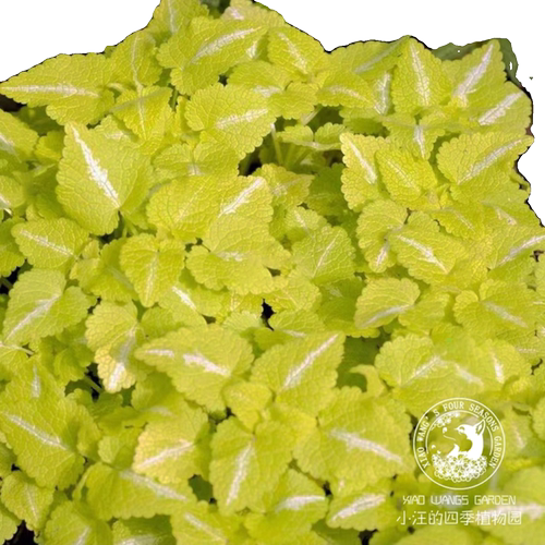 银叶野芝麻 粉花 多年生耐寒耐阴宿根观花观叶盆栽植物苗花园边境 - 图3