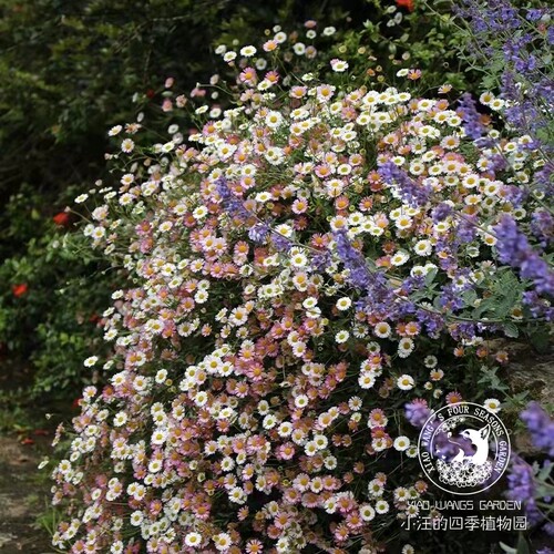 小汪的四季 墨西哥加勒比飞蓬花苗盆栽 耐寒耐旱地被矮生植物庭院 - 图0