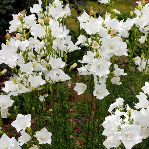 小汪的四季植物园 桃叶风铃草 切花 线性植物盆栽小庭院 春季开花 - 图2