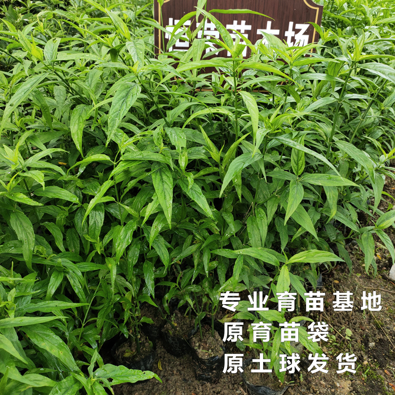 正宗忧遁草苗沙巴蛇草苗鳄嘴花接骨草绿植花卉阳台庭院室内外盆栽-图2