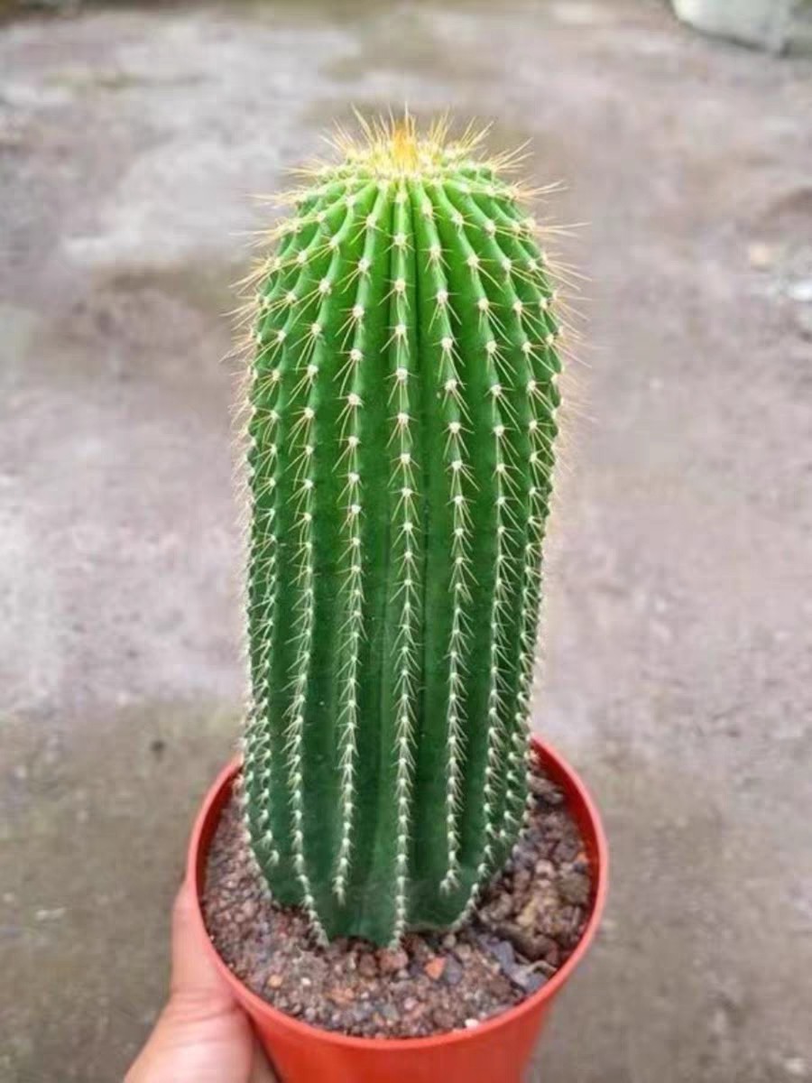 新款仙人柱大凤龙仙人掌沙漠庭院观景阳台盆栽多肉植物观赏仙人球,淘宝优惠券,粉丝福利购,淘宝优惠卷