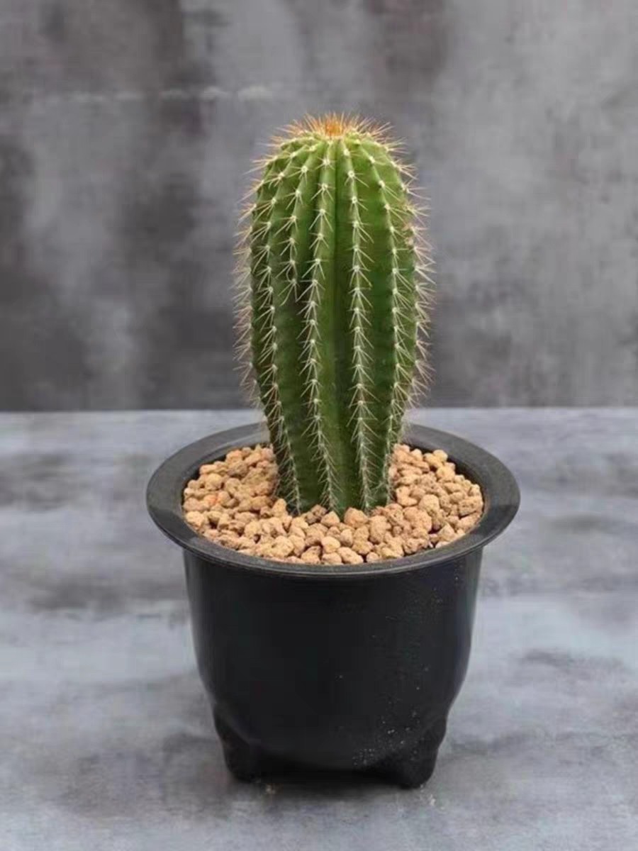 新款仙人柱大凤龙仙人掌沙漠庭院观景阳台盆栽多肉植物观赏仙人球,淘宝优惠券,粉丝福利购,淘宝优惠卷