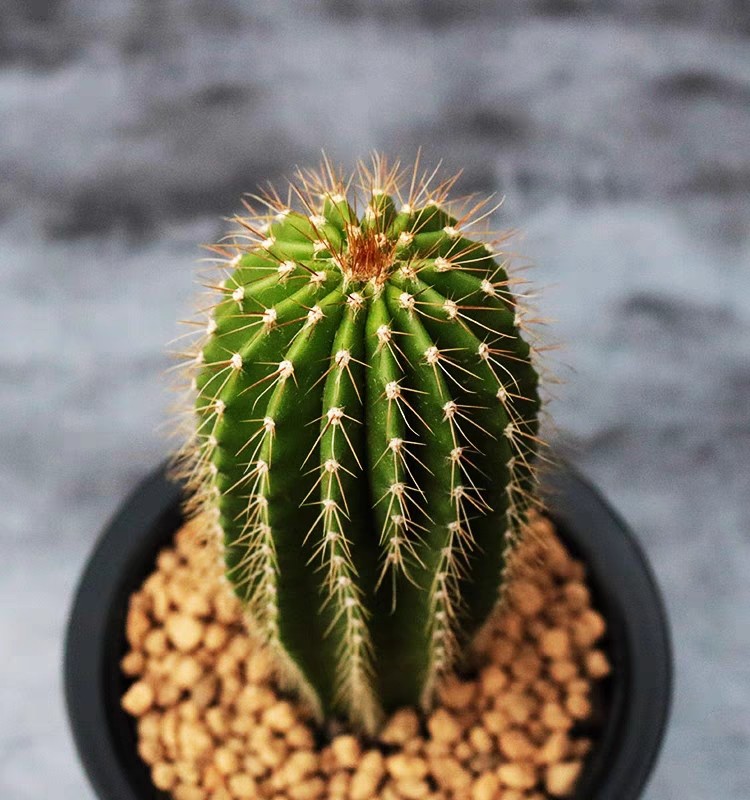 新款仙人柱大凤龙仙人掌沙漠庭院观景阳台盆栽多肉植物观赏仙人球,淘宝优惠券,粉丝福利购,淘宝优惠卷