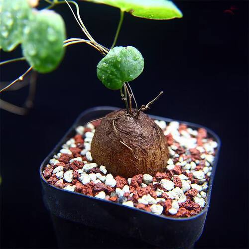 龟甲龙多肉植物室内盆栽美观象足龟品种爬藤蔓块根盆景好养 - 图3