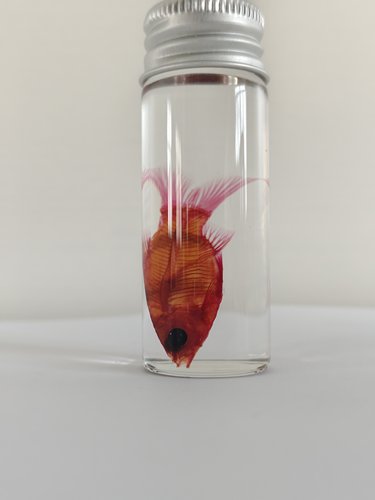 观赏鱼天竺鲷透明鱼骨骼标本染色科普陈列生物课办公室摆件海洋 - 图3