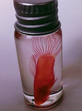 透明孔雀鱼工艺品收藏摆件伴手礼激发孩子探索兴趣提高生物知识