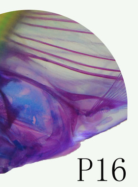 亏本清仓透明金鱼骨骼双染色性价比高创意标本类装饰画观赏摆件