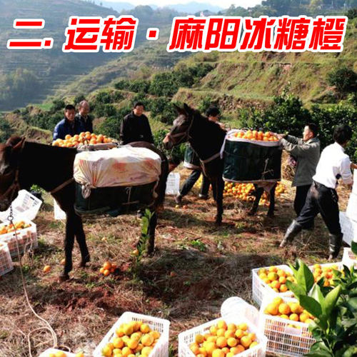 湖南麻阳冰糖橙正宗新鲜水果包邮薄皮榨汁当季果冻5现摘9斤甜橙子 - 图0