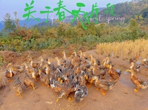 Happy Rain Family Farm Food Loose and Ducks Fresh and Kill