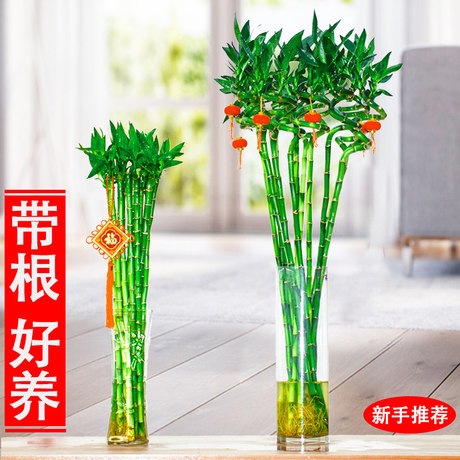 富贵竹植物观音竹水培转运竹水养带根客厅绿植
