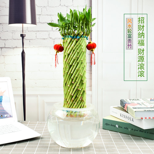 节节高富贵竹水培植物办公室绿植步步高转开运竹文昌塔型桌面好养 - 图0