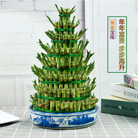 节节高富贵竹水培植物办公室绿植步步高转开运竹文昌塔型桌面好养 - 图2