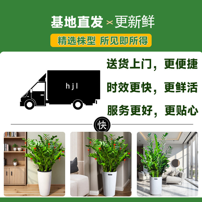 金钱树客厅大型植物盆栽办公室内桌面高级感绿植招财好养乔迁开业,淘宝优惠券,粉丝福利购,淘宝优惠卷