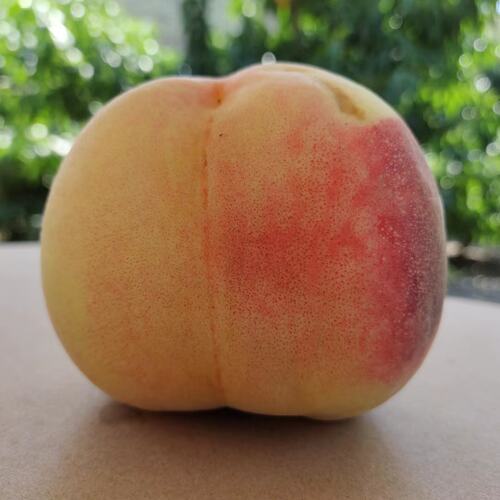 正宗兰州安宁白凤桃白粉桃水蜜桃甜桃新鲜水果现摘现发装顺丰空运 - 图0