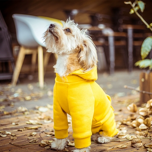 Осенняя одежда для собак.