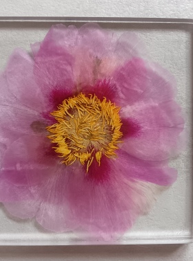 玄关客厅永生花装饰挂画洛阳牡丹压花中药标本画框挂件书房摆件