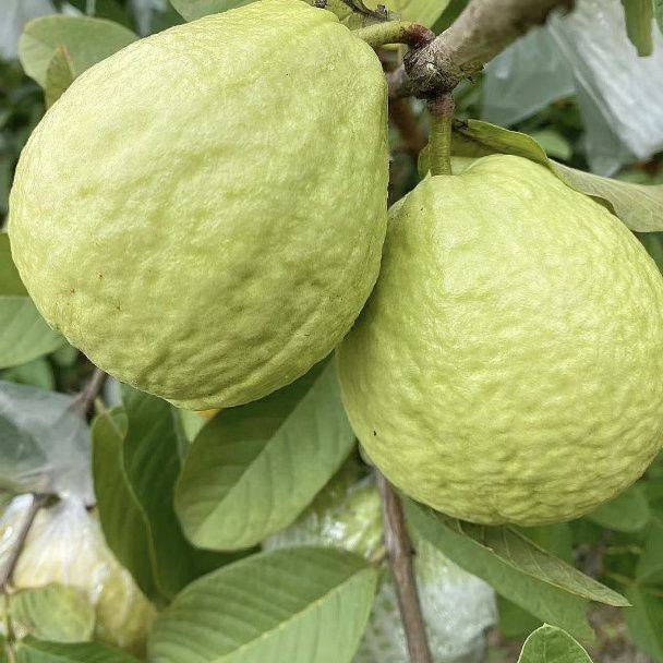 【送酸梅粉】红心番石榴红心芭乐清脆当季孕妇水果新鲜5斤包邮,淘宝优惠券,粉丝福利购,淘宝优惠卷