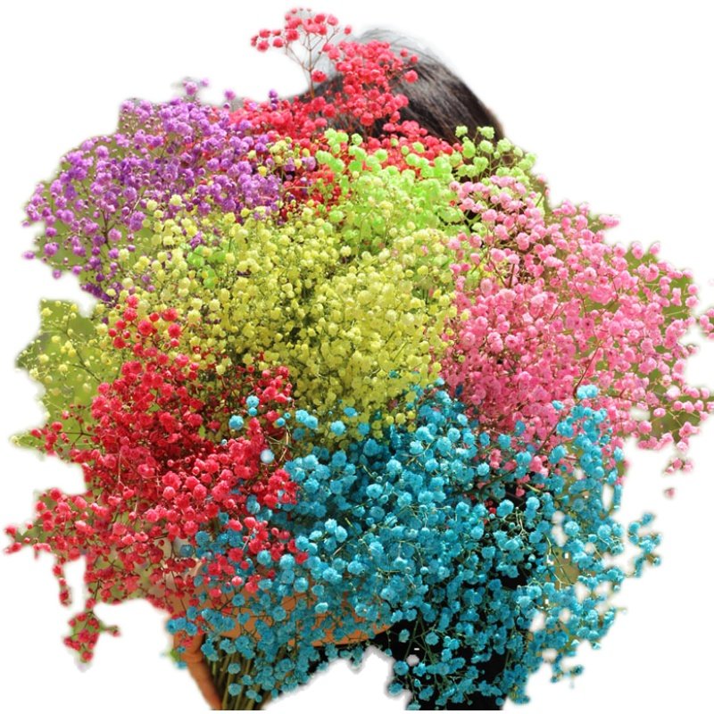 满天星鲜花网红鲜花花零售摆摊生日礼物客昆明基地直发(鲜花发货)