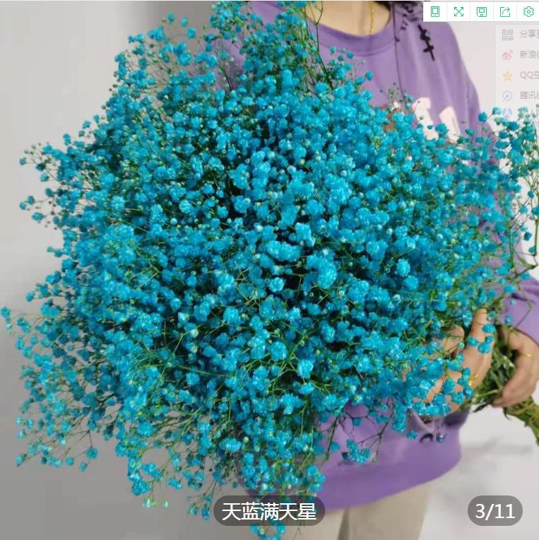 满天星鲜花网红鲜花花零售摆摊生日礼物客昆明基地直发(鲜花发货)