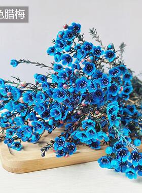 澳洲腊梅鲜花冬季插花