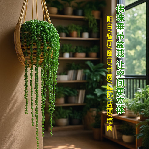 佛珠多肉框情绪绿植吊篮阳台窗户悬挂式花架长藤吊兰室内盆栽植物 - 图0