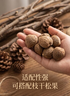 山茶籽仁橱窗角落造景铺设摆件