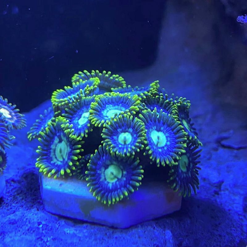 海水纽扣珊瑚海缸除藻生物海水珊瑚沙群海葵花群海葵造景海缸观赏 - 图2