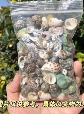 寄居蟹鱼缸造景纯天然替换壳