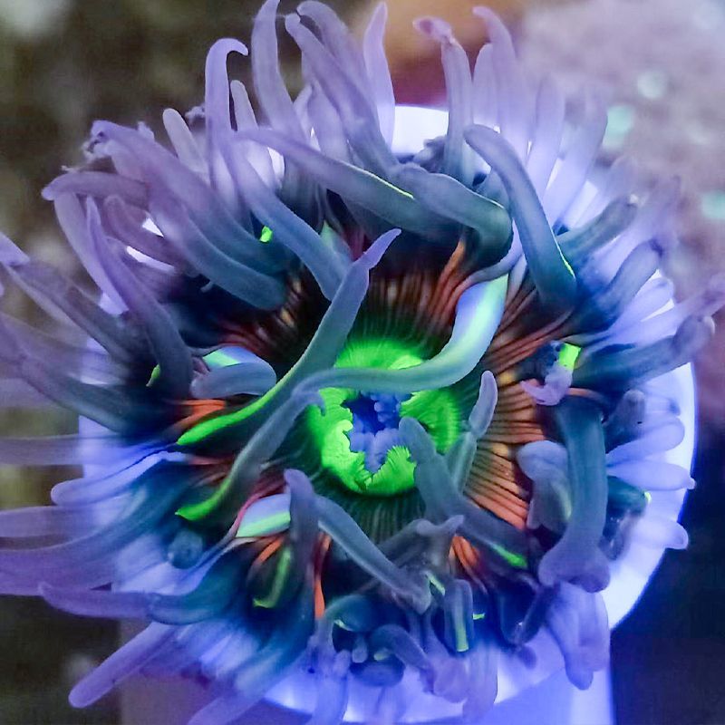 海葵海缸宠物生物珊瑚造景海草海星观赏海水鱼尼莫小丑鱼 - 图1