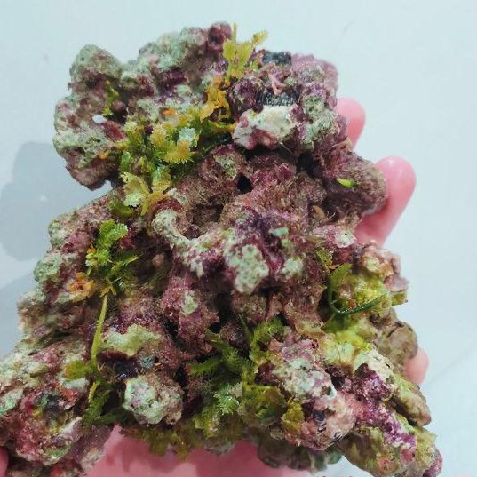 免爆藻活石新鲜高钙深海活石海水缸鱼缸开缸造景多孔微生物聚集,淘宝优惠券,粉丝福利购,淘宝优惠卷