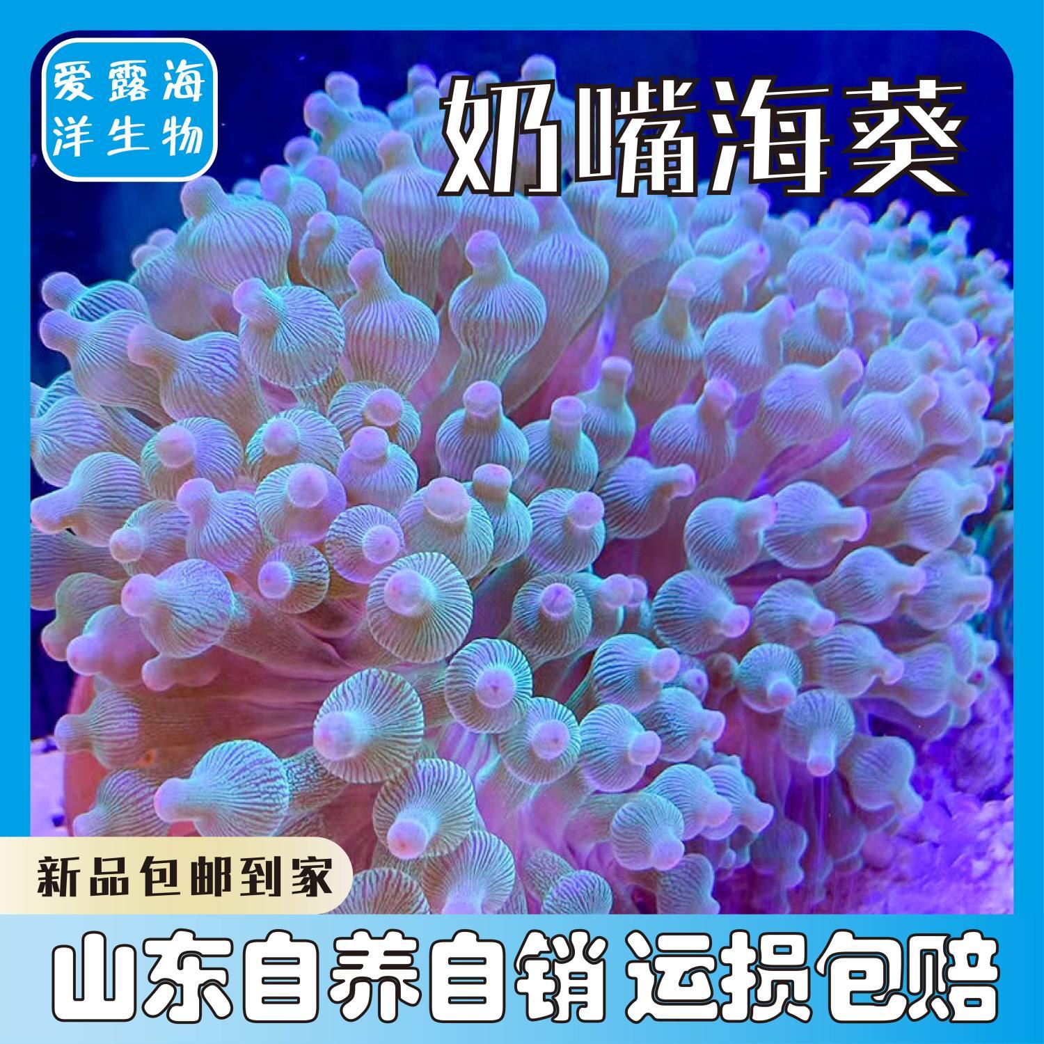 奶嘴海葵小丑鱼共生海葵软体珊瑚红奶嘴海葵珊瑚荧光海水生物海缸 - 图0