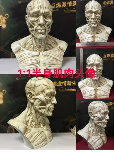 1:3艺用人体肌肉骨骼头雕骷髅头骨绘画参考胸像解剖头颅模型美术 - 图3
