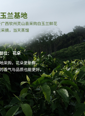 白玉兰纯露500ml鲜花蒸馏透亮肌