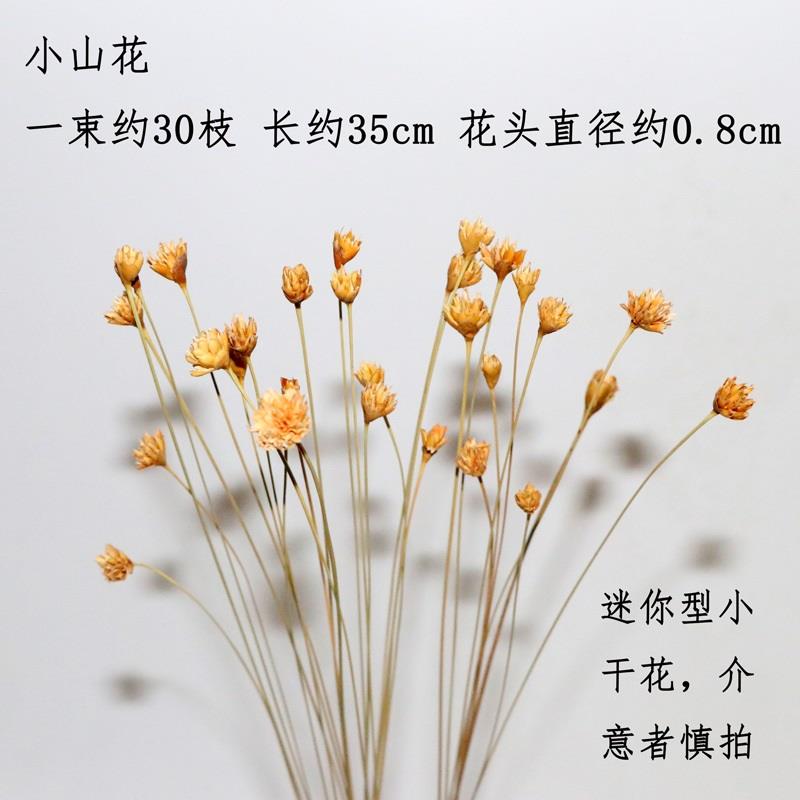 干花小星花巴西进口diy滴胶材料 少女心迷你小雏菊小清新点缀装饰 - 图2