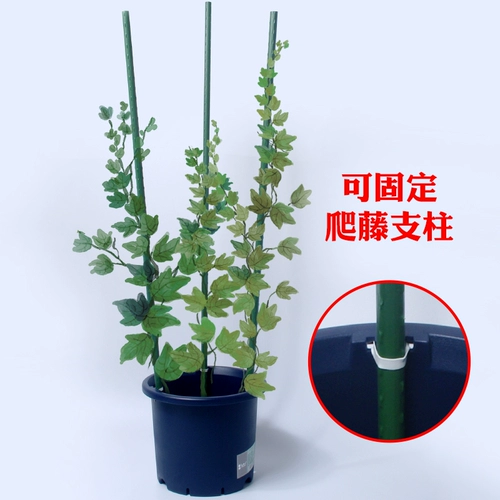 Доктор цветок Suyan Pot Plastic Пластиковый пластиковый пластиковый пластиковый водоснабжение на стойке балкон цветок зеленая роза Розам ручка