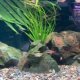 Thai Shuijian Xiaotuo South American stream native tank landscaping