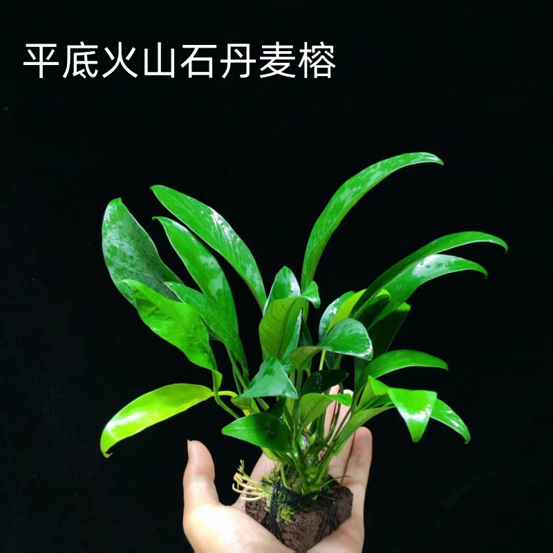 丹麦尖叶榕水草坨草鱼缸新手懒人阴性淡水水榕造景装饰好养活植物 - 图0